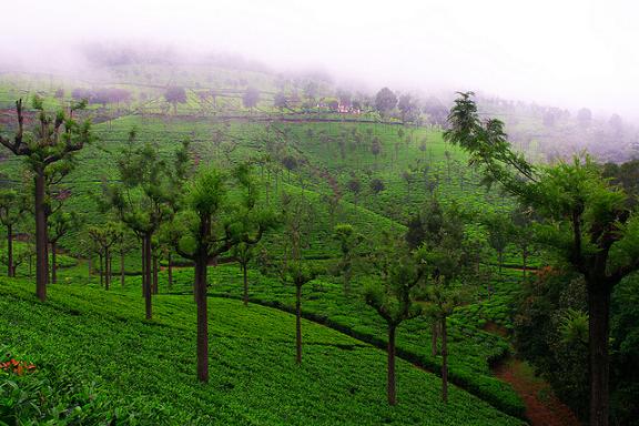 Kausani Tea Estate